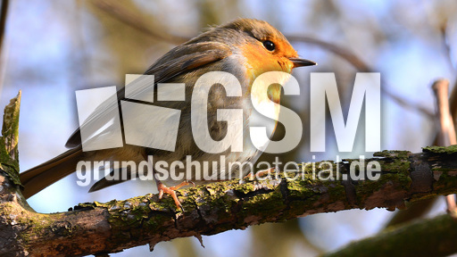 Rotkehlchen (19).jpg